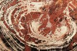 Red/Black Petrified Wood (Araucarioxylon) Round - Arizona #297306-1